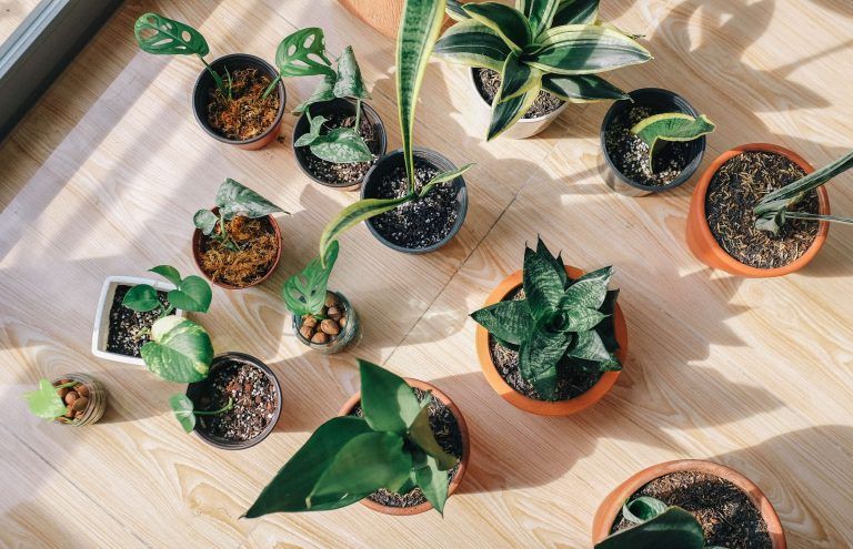 best plants for bedroom